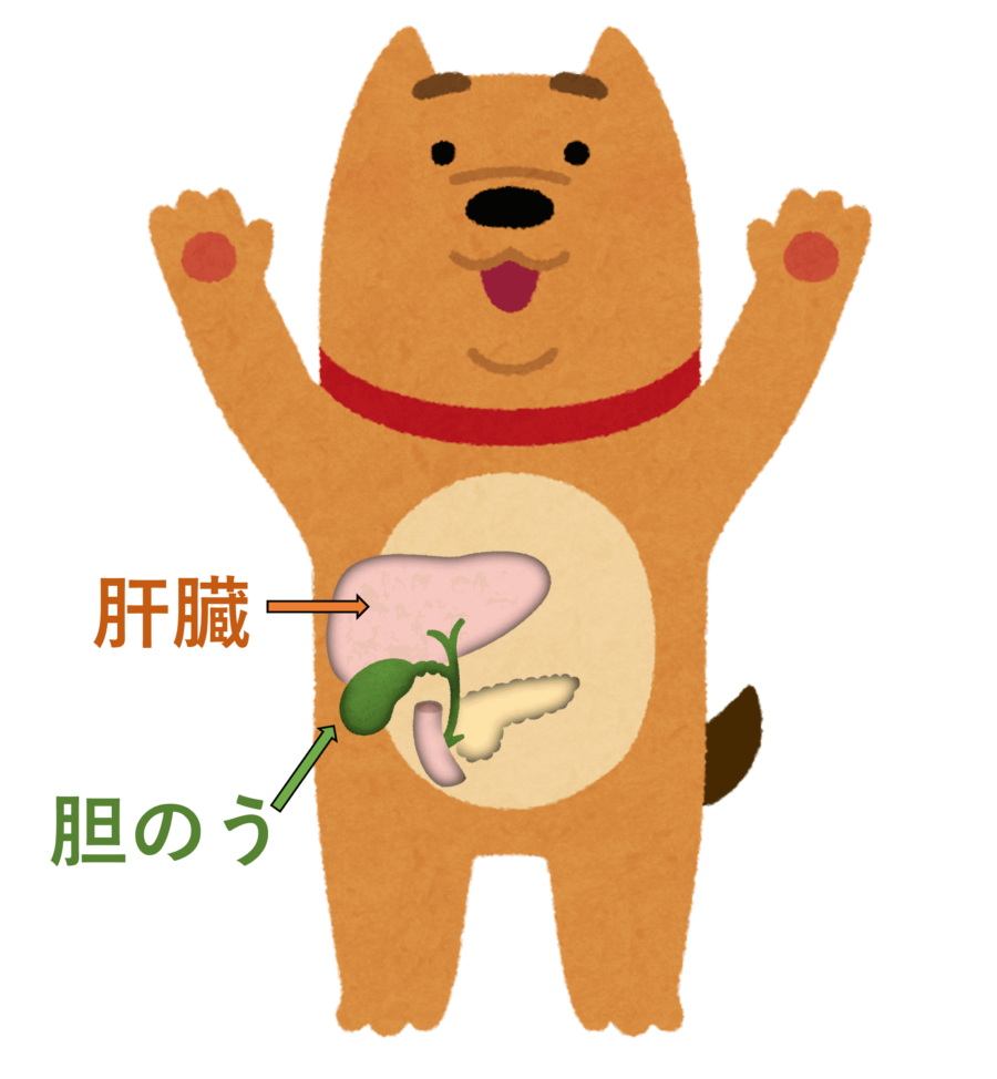 獣医解説】ウルソの効果や副作用をわかりやすく解説！ - どこでも獣医学～ドコジュウ～