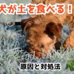 犬が土を食べることに対する原因と対処方法