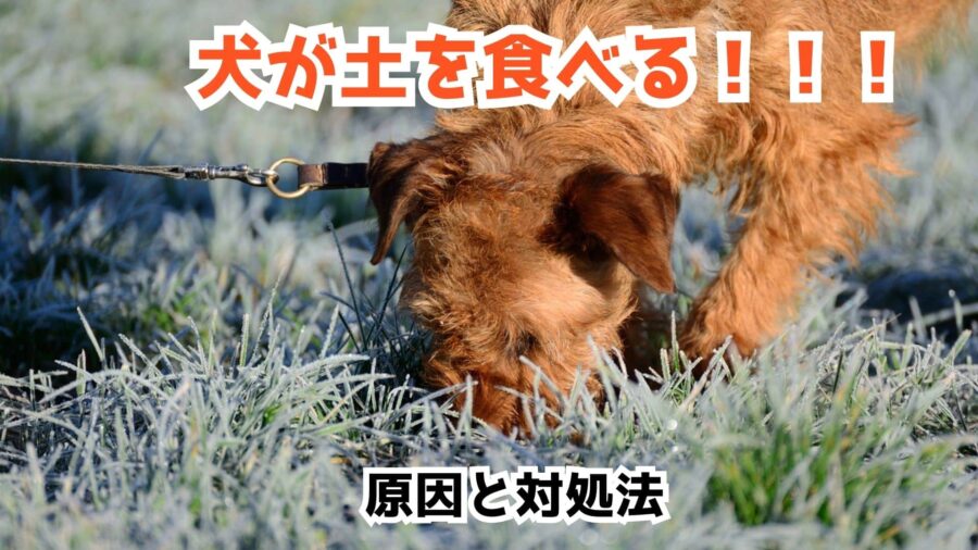 犬が土を食べることに対する原因と対処方法